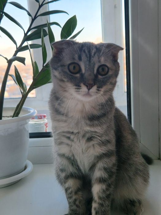 Продам кошечку вислоухую