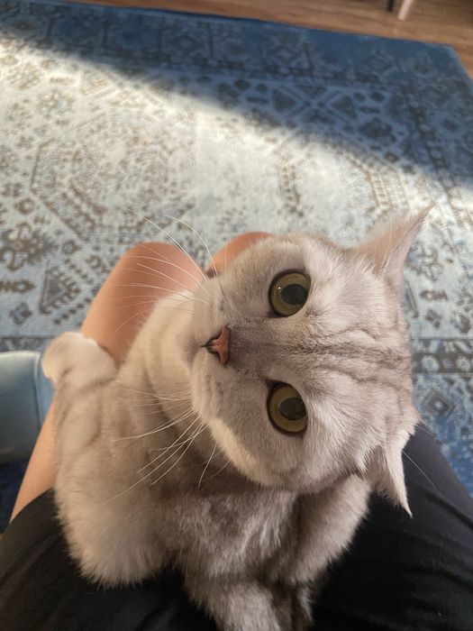 Отдам кошку в хорошие руки
