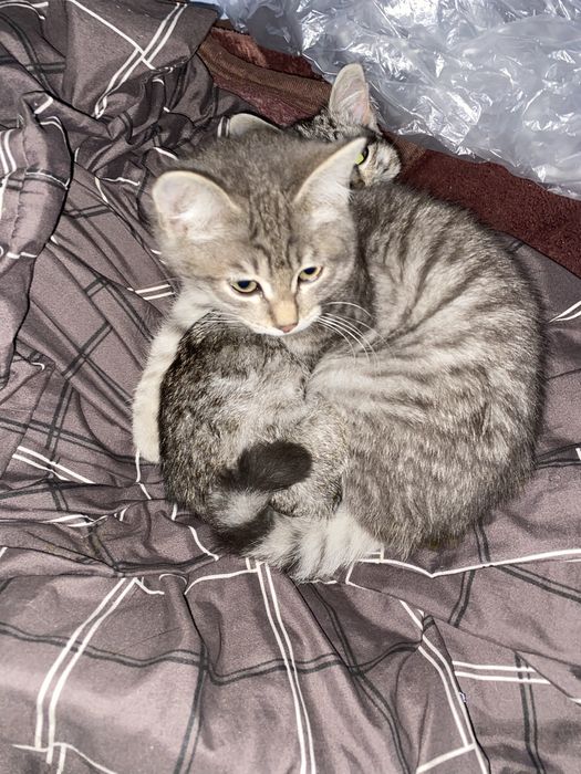 Отдам котят в добрые руки