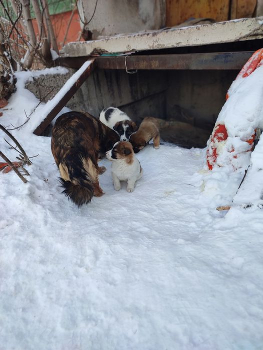 Щенки в добрые руки, бесплатно