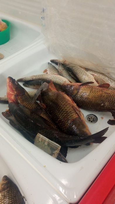 Рыба щука очень вкусная