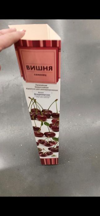 Глоксинья цветущая, крассула