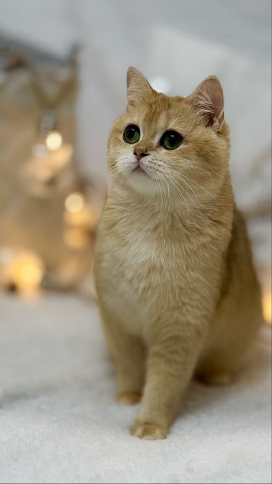 Зрлотая шиншилла