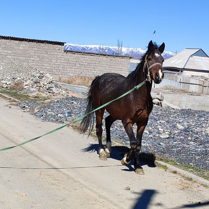 Құнан таза қанды