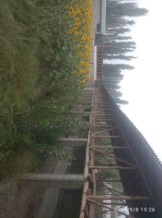 30 та корамол бокишга мулжалланган, кичик ферма сотилади