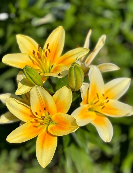 Продам цветы многолетние