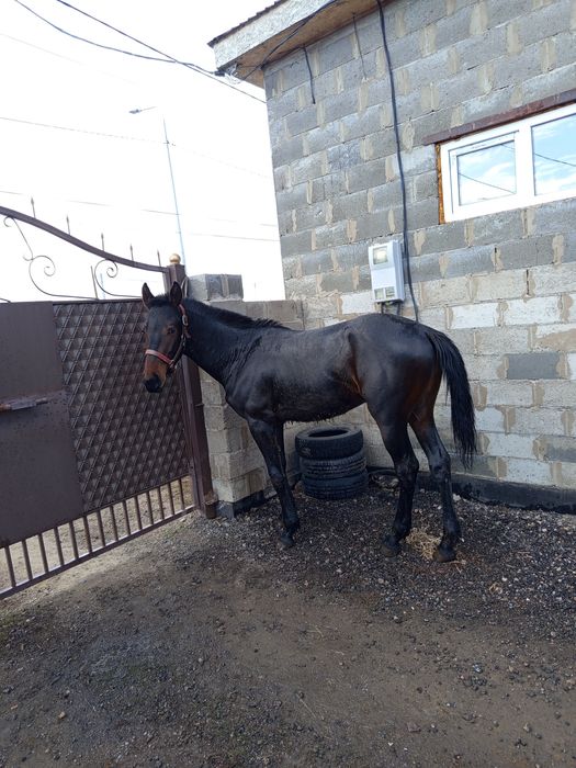 Кунан сатылады биік ірі