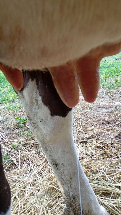 Vacă holstein cu pedigree