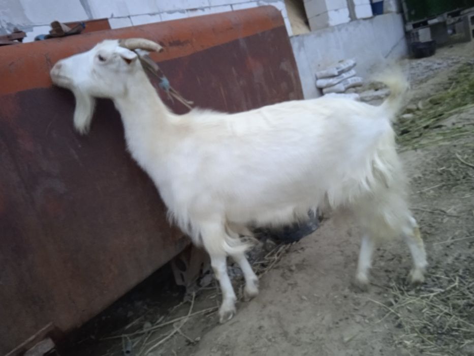 Эчки согин, ранги ок