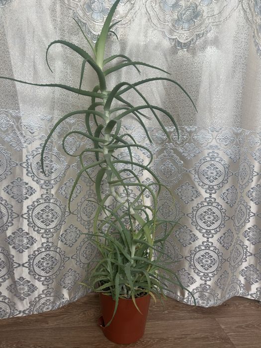 Цветы для дома