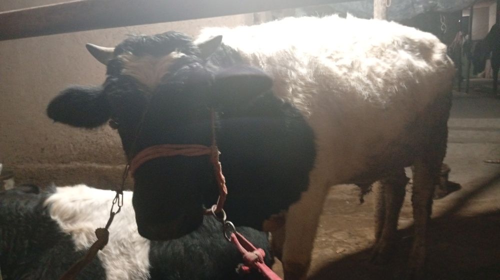 Buqacha sotiladi 1.30 Dan baland boʻyli