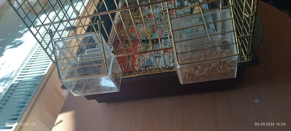 Peruș femelă galbena