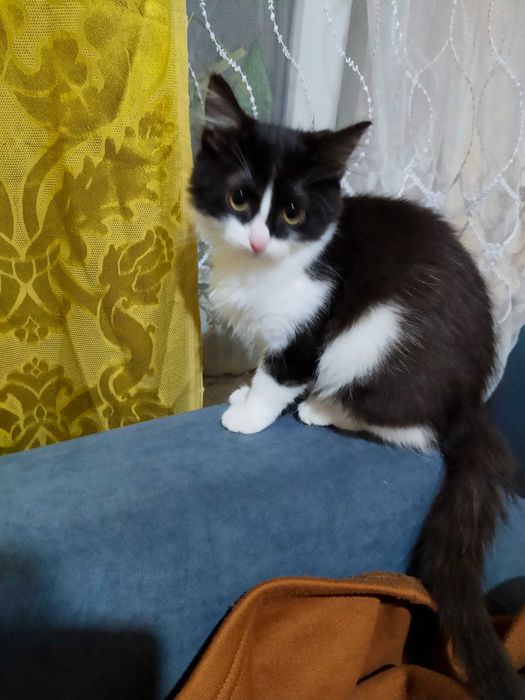 Отдам котят в хорошие руки