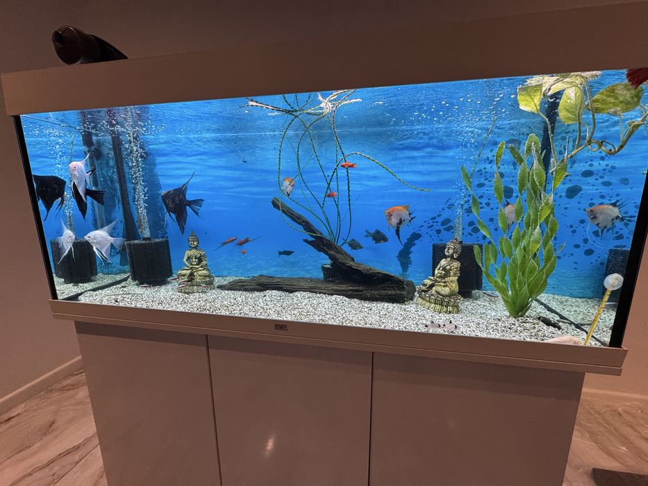 Acvariu 240L JUWEL cu stand si pesti