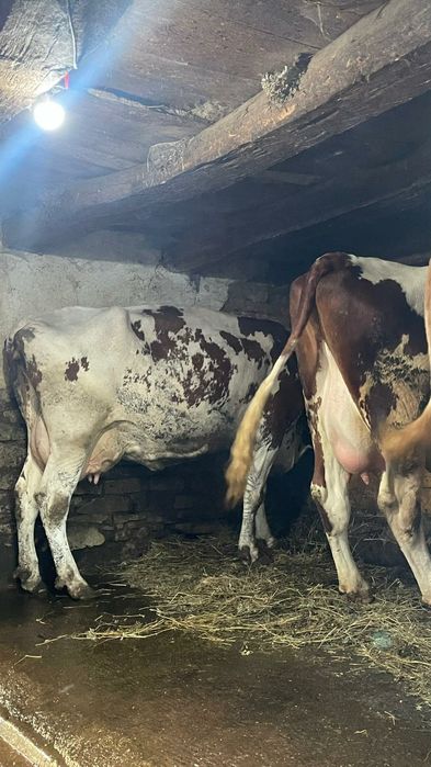 Vând 3 vaci bălțate românești fătate
