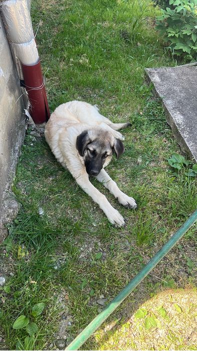 Donez caine Kangal