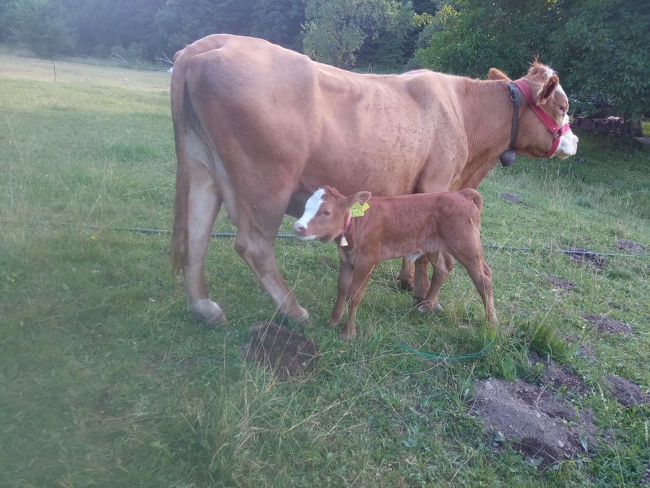 Vaca  cu vițică metiș