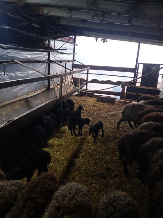 Қозылы қой каракульский