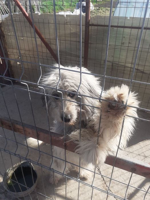 Donez catelușă de1 an jumate