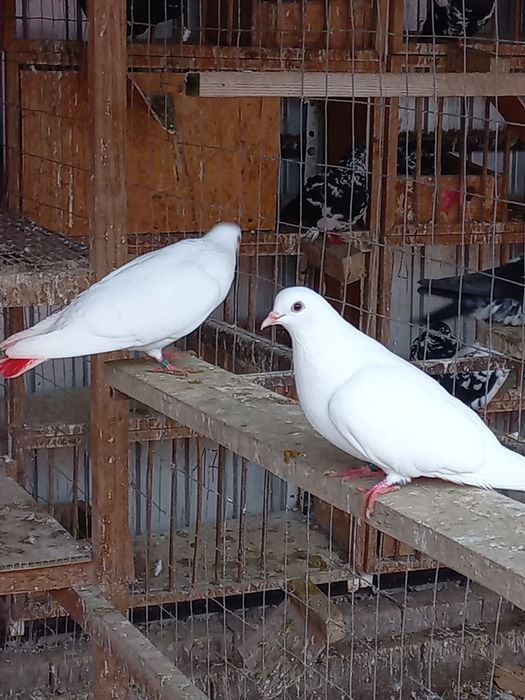 Vând porumbei tobosari arabi