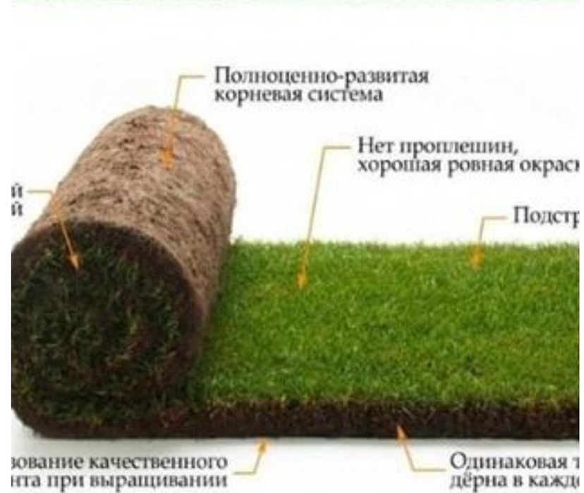 Газон, рулонный газон