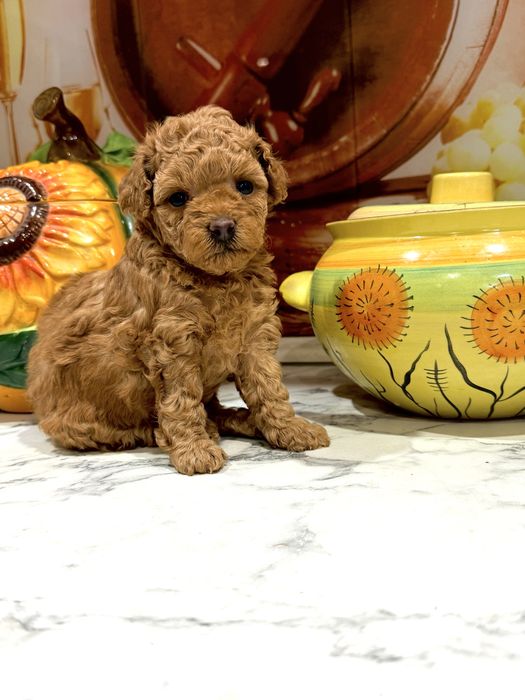 Продам очаровательных мини мальтипу