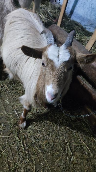 Vând 2 iedute de anul aceasta