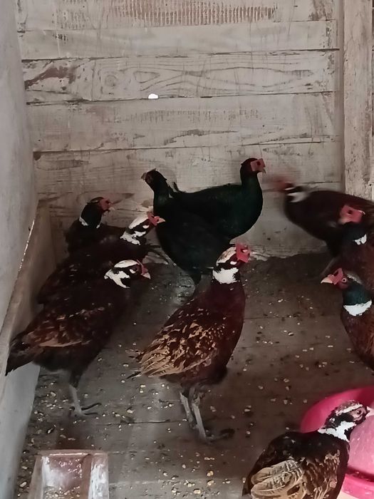 Fazani comuni de vânzare