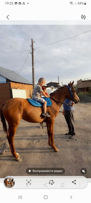 Асыл тұқымды құлынды бие сатылады тайында жақсы жүгірген