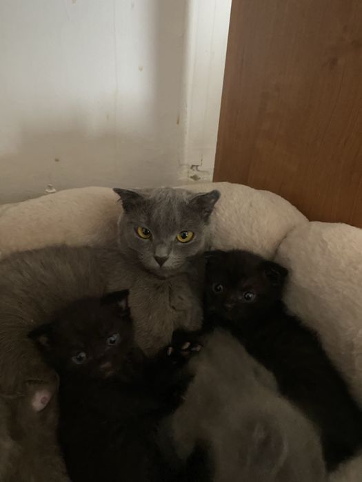 Кошка с котятами продаётся.