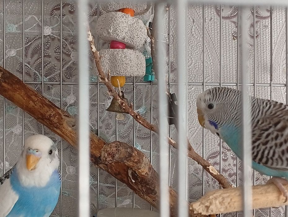 Продам папугаев волнистых