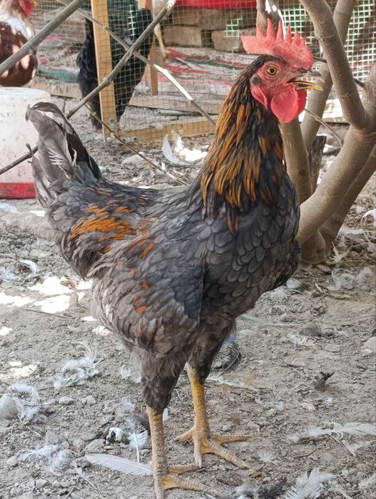 Xonaki xoʻrozlar sotiladi