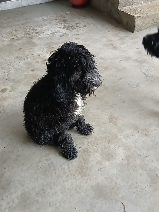 Продавам кучета Кавапу 2 женски и 1 мъжко на цена 150 евро