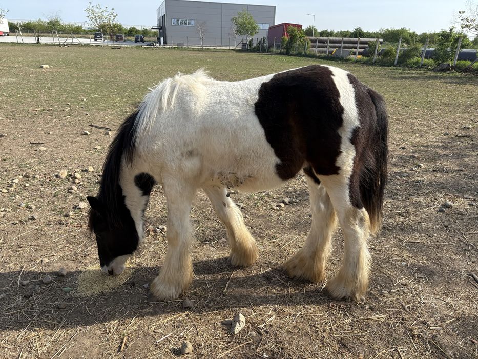 Vand manz Irish Cob(gipsy vanner)