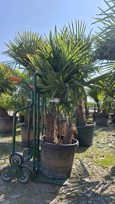 Палми Трахикарпус