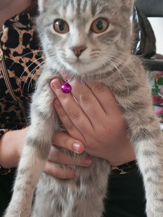 Домашняя красивая кошка