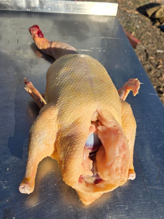 Домашние гуси , утки