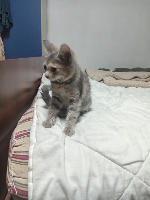 Отдам котенка в добрые руки