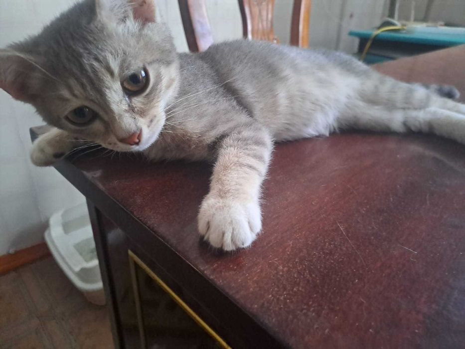 Котенок Серебристый Таби, Котята Трехцветная, Черный в добрые руки!