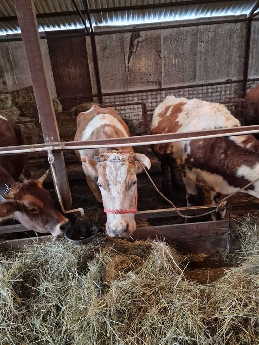 Vaci de vanzare baltate romanesti!