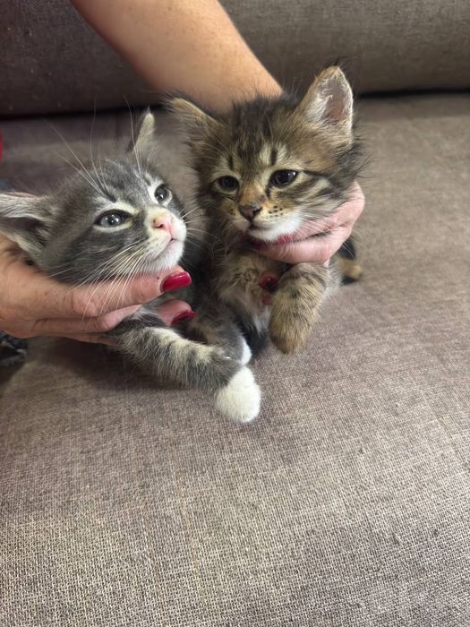 Отдам в хорошие руки котят