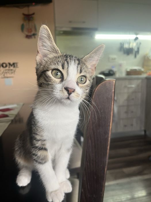 Подарява се котенце