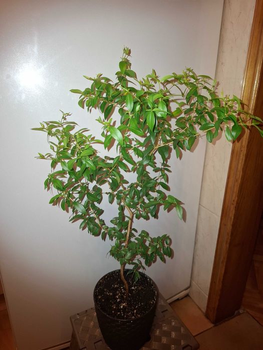 Великолепный Крупнолистный МИРТ - Мир и здоровье в вашем доме!