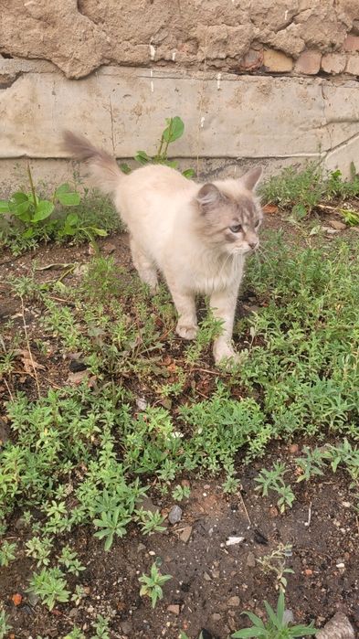 Ищу любящих хозяев для кота