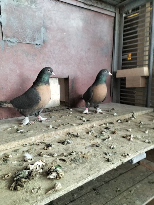 Голуби турецкие такла