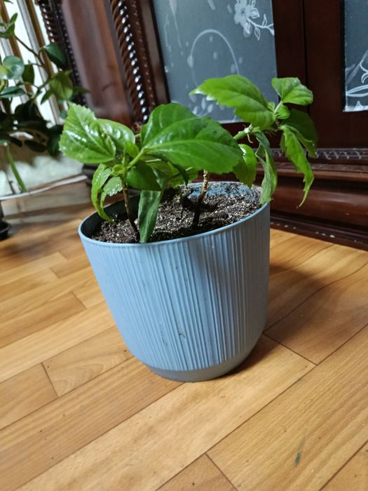 Гибискус и Каланхое комнатные