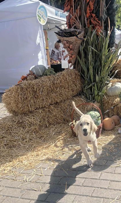 Продавам Голдън ретривър