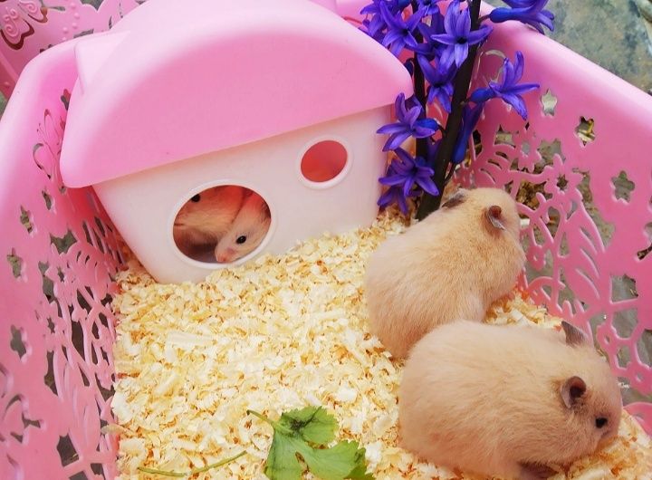 Сирийские хомяки ручные по 35.000