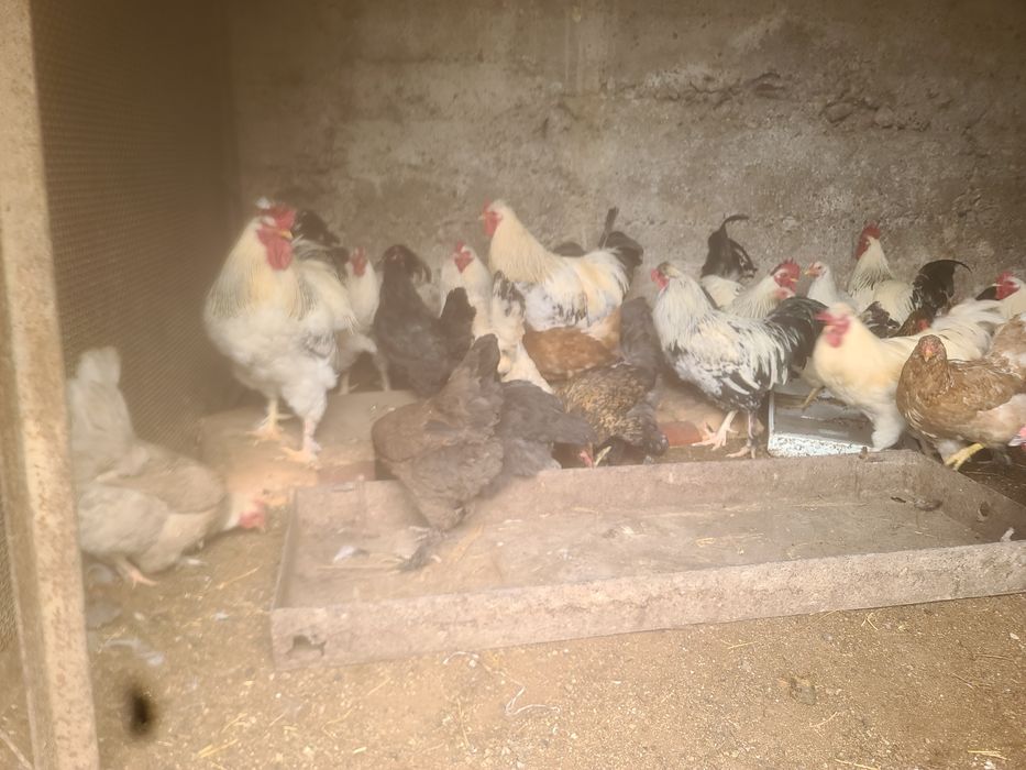 Куры петухи молодые