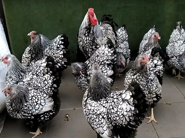 Виандот серебро стандарт товукларимиз тухимлари заказ оламиз 
Туркияд